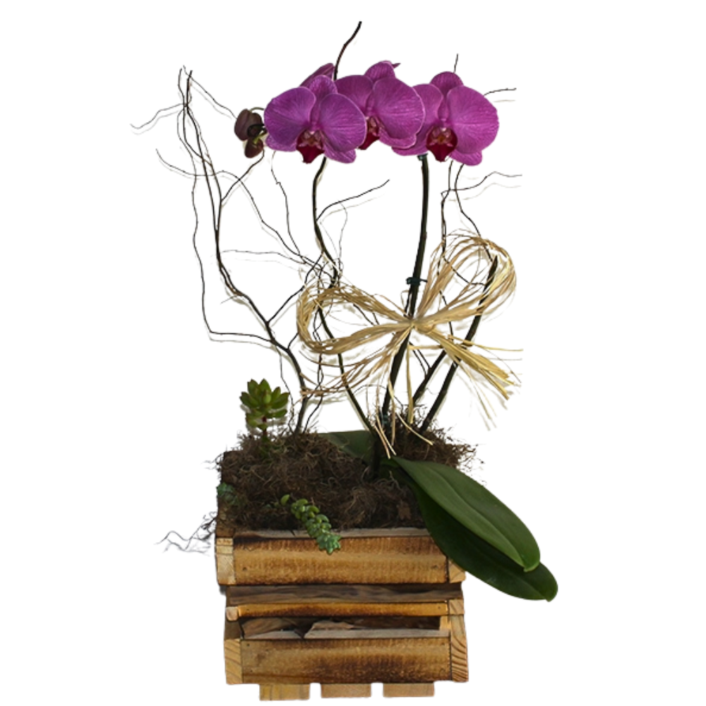 Orqudea Suprema