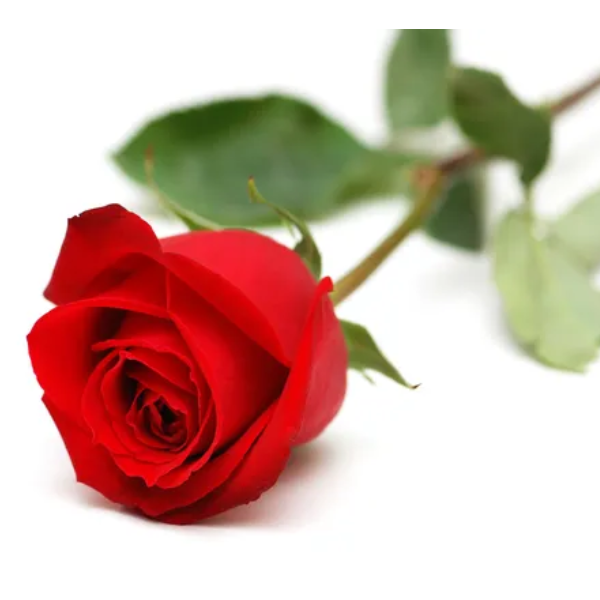 Flores de Corte